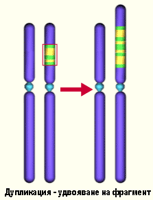 Дупликация инверсия транслокация. Дупликация хромосом. Дупликация генов. Дупликация мутация. Инсерции и делеции схема.