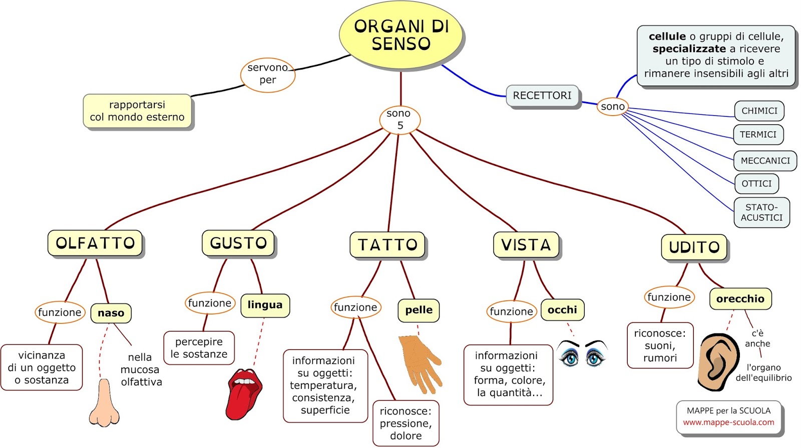 Presentazione Scienze Sui 5 Sensi