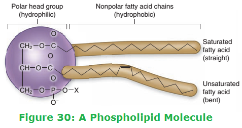 AQA AS Biology - Biological Molecules - Revision Cards in A Level and