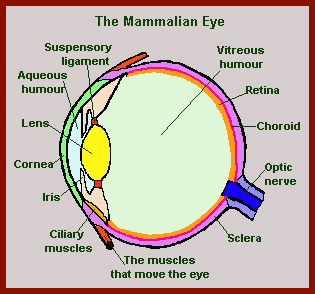 Shark VS Human Eye at emaze Presentation