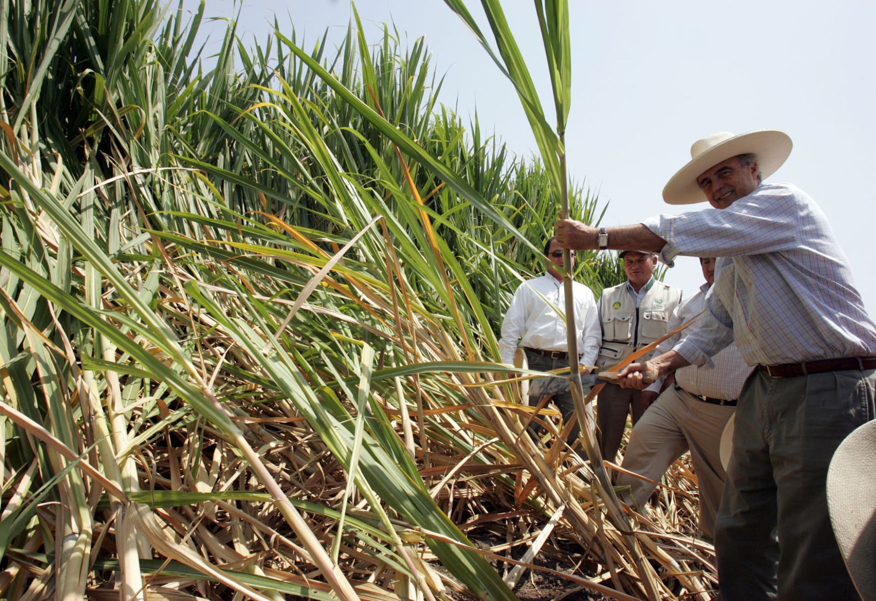 Сахарный тростник сбор. Маврикий сахарный тростник. Сахарный тростник в Бразилии. Куба сахарный тростник плантации. Сахарный тростник на Кубе.