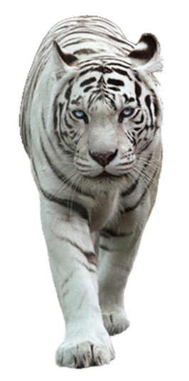 Resultado de imagen de tigres blancos