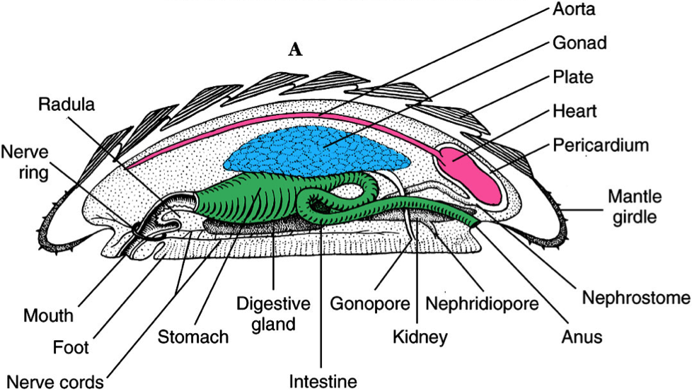 Molluscs On Emaze