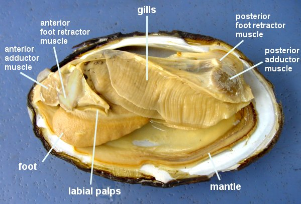 Molluscs on emaze