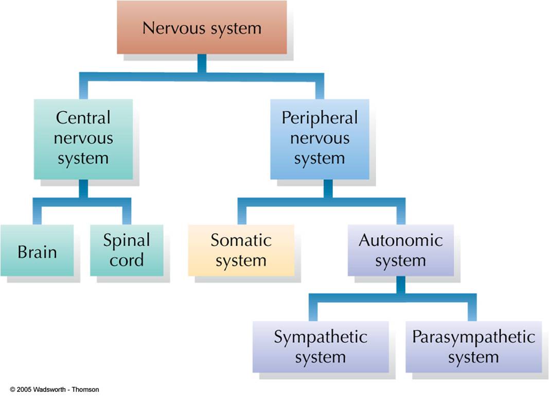 nervous flow chart system nervous system flowchart  word  in flowchart