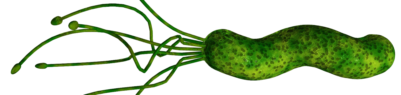 Инфицированность хеликобактер. Кампилобактерии классификация. Хеликобактер пилори василиск шлемоносный. Хеликобактер пилори систематика. Helicobacter.