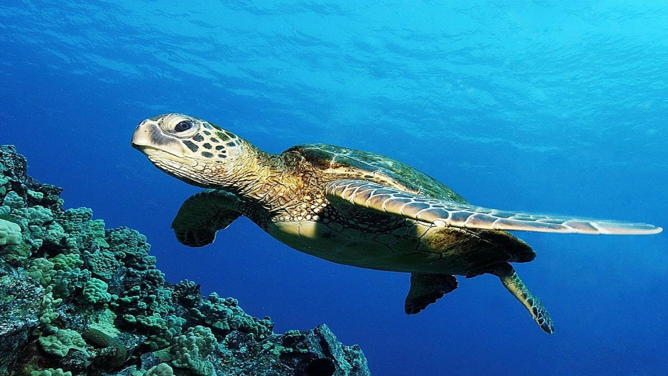 La Tortue De Mer By Elises1 On Emaze