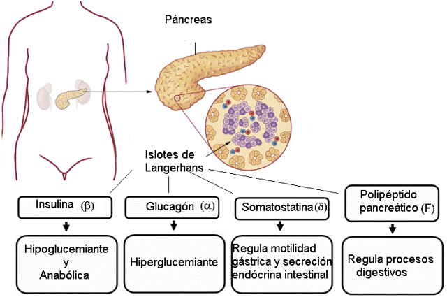 Sistema Endocrino On Emaze 