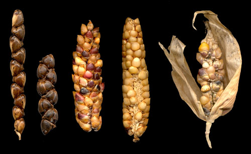 Кукуруза ранняя лакомка. Теосинте предок кукурузы. Теосинте мексиканская. Кукуруза сахарная ранняя лакомка 121 (7г). Кукуруза раньше.