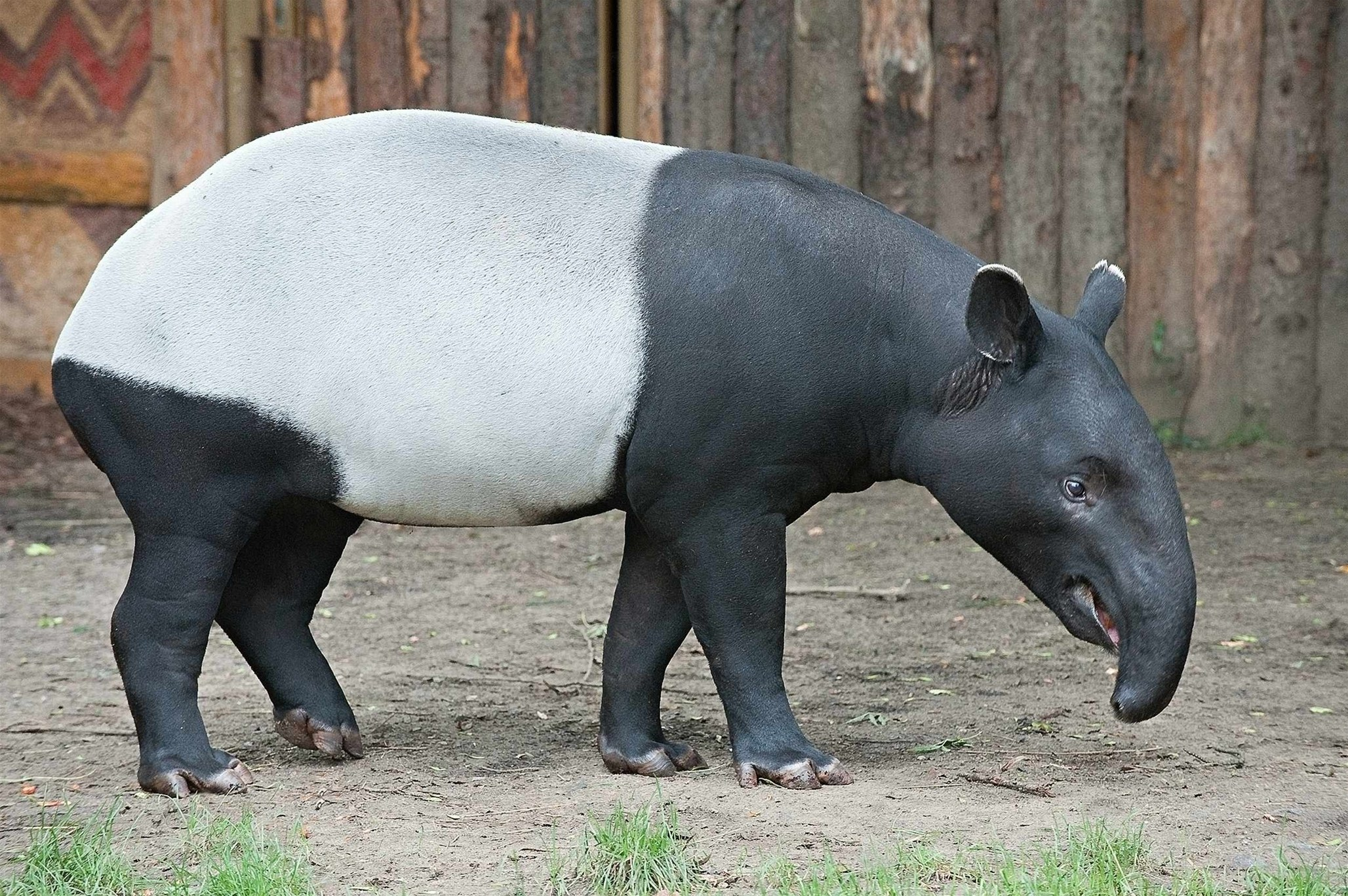 Бразильский тапир фото