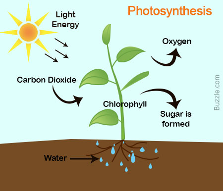 out chemosynthesis out chemosynthesis
