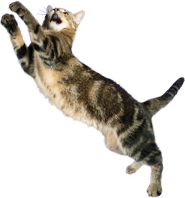 Прыгающий котик