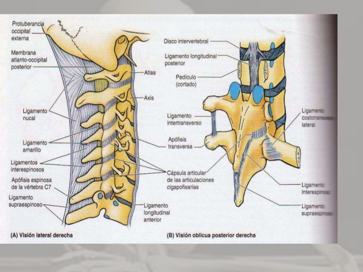 anatomia vertebral on emaze