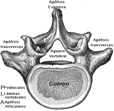 agujero intervertebral