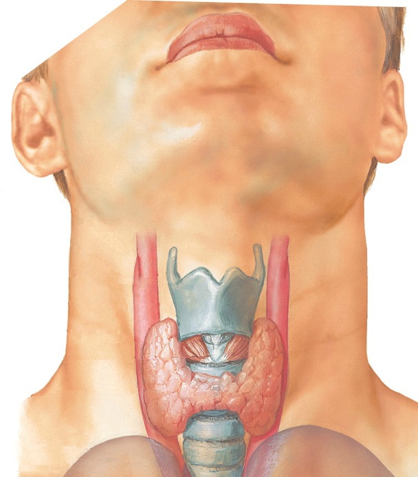 Щитовидная Железа У Мужчин Где Находится Фото – Telegraph