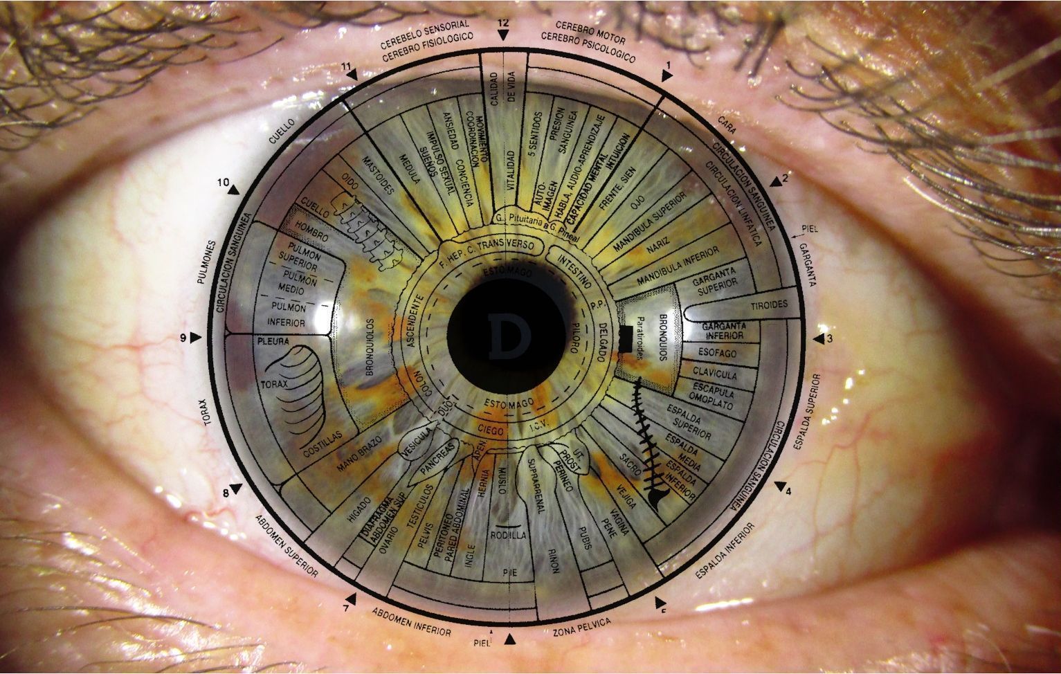 Заболевания органа глаза. Иридодиагностика аппарат. Иридодиагностика офтальмология. Иридодиагностика атлас. Иридодиагностика по радужной оболочке глаза.