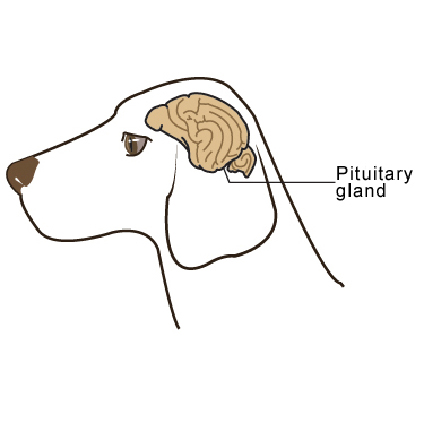 Отек мозга у собаки. Гипофиз животных анатомия. Гипофиз КРС. Гипофиз собаки. Головной мозг гипофиз КРС что это.