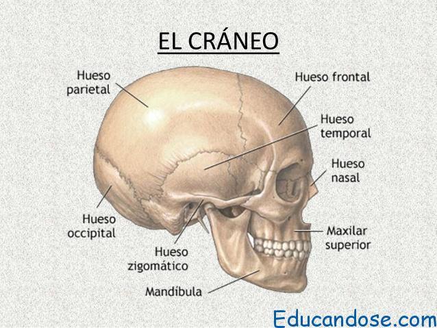 Partes Del Craneo On Emaze