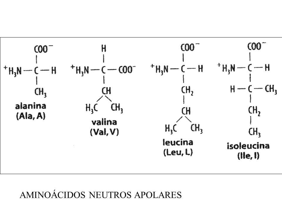 Clasificación De Aminoacidos On Emaze 9879