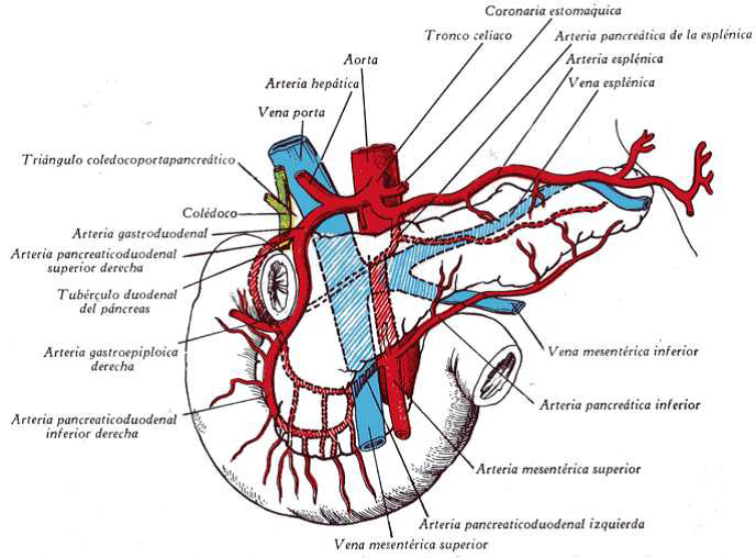 Inervacion Del Pancreas