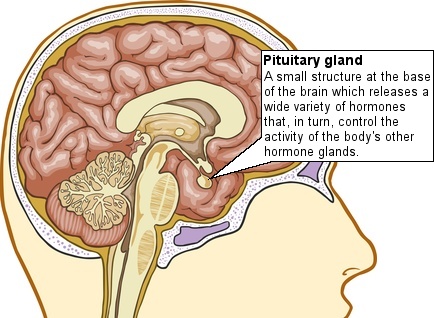 is the pituitary gland the master gland