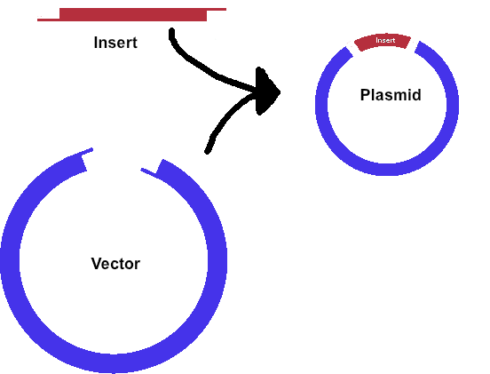 Векторы плазмиды. Схема строения плазмиды pbr322. Лигирование плазмиды. Схема плазмиды вектора. Векторная плазмида.