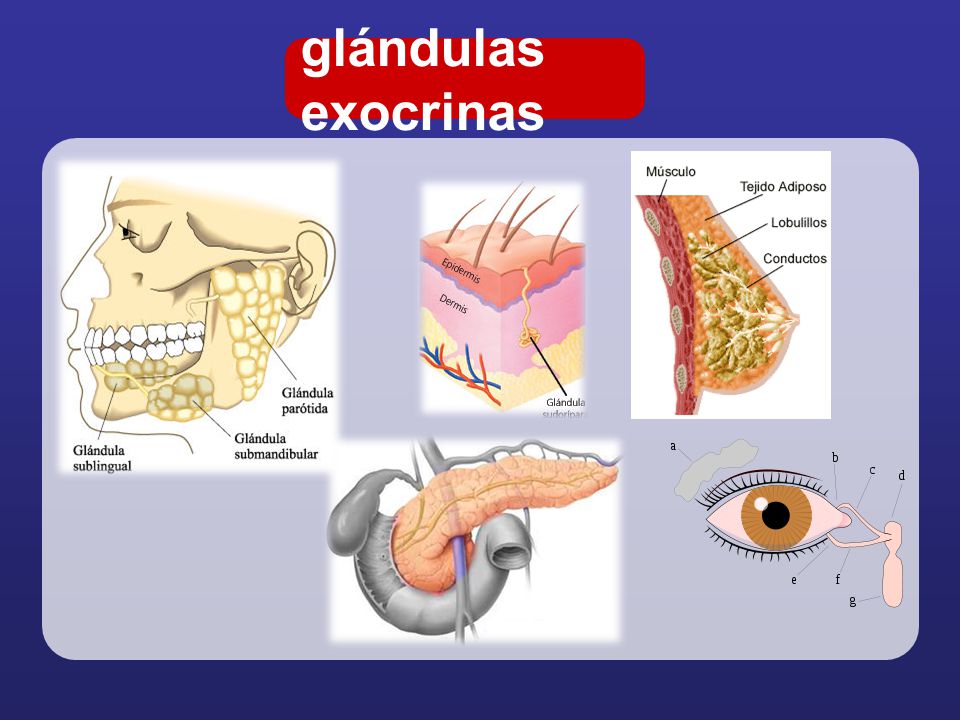 Glandula латынь