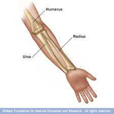 science digestive, muscular, and skeletal system on emaze