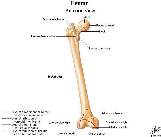 science digestive, muscular, and skeletal system on emaze