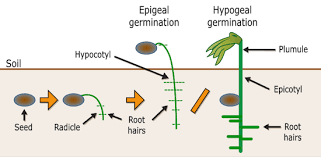 Plants on emaze