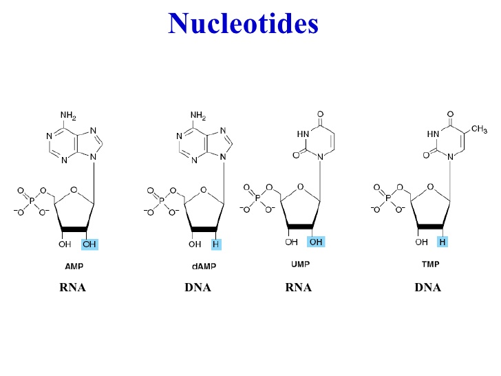 Длина нуклеотида в днк. Nucleotide RNA and DNA. Nucleotide Chemical structure. Nucleotide in RNA. Nucleotide nucleoside.