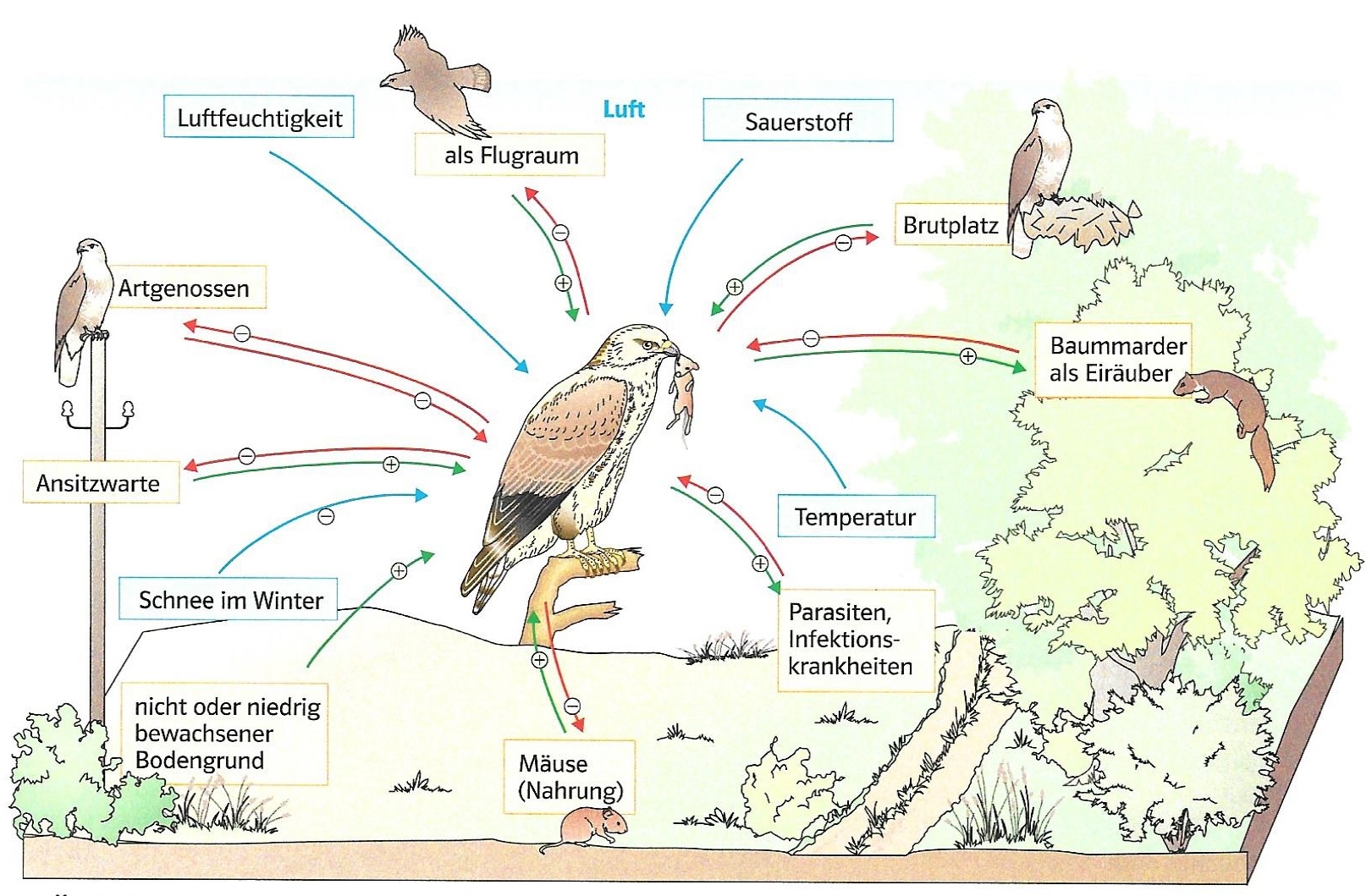 Intra Und Interspezifische Konkurrenz BIOKonkurrenz um on emaze