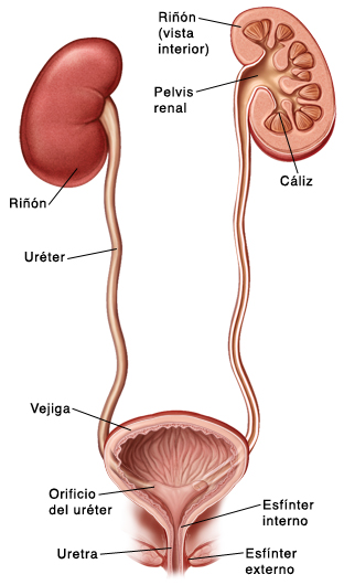 Vías Urinarias Bajas Y Aparato Genital Masculino On Emaze 1363