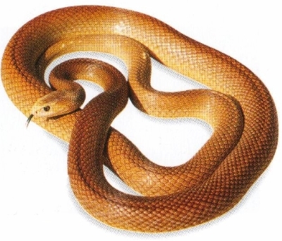the inland taipan the inland taipan
