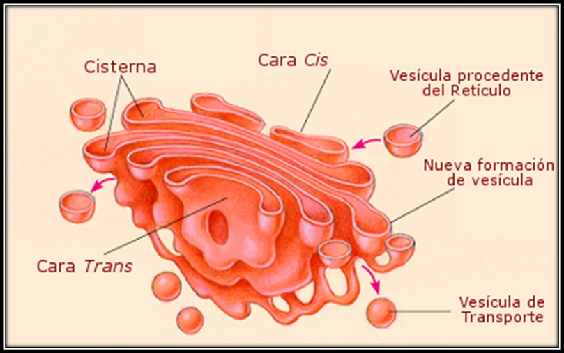 Blog de Ciencias de Ricardo