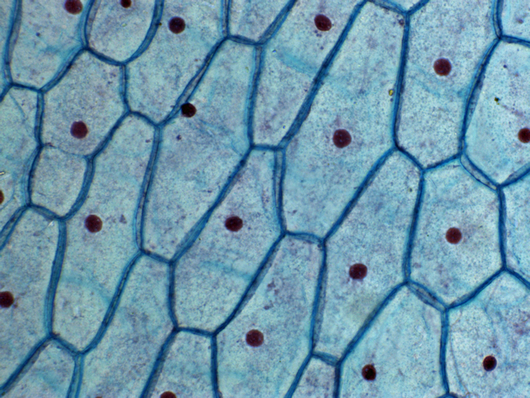 Клетки покрыты плотной. Клетки покровной ткани растений под микроскопом. Животная клетка в микроскопе. Покровная ткань микроскоп.