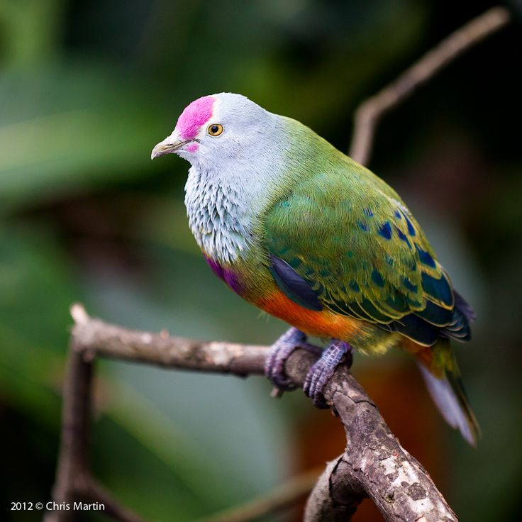 Mariana Fruit Dove at emaze Presentation