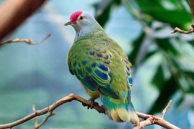 Mariana fruit dove - Alchetron, The Free Social Encyclopedia