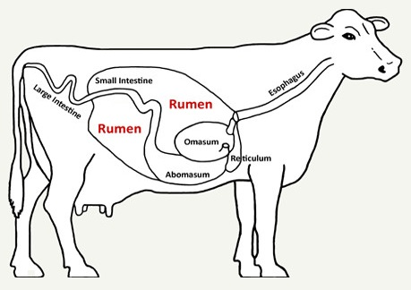 MAMMALS on emaze