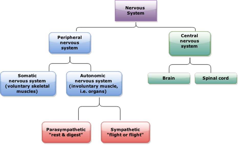 Nervous system structure. Нервная система человека. Нервная система человека схема. Нервная система головы человека схема. The nervous system 1.