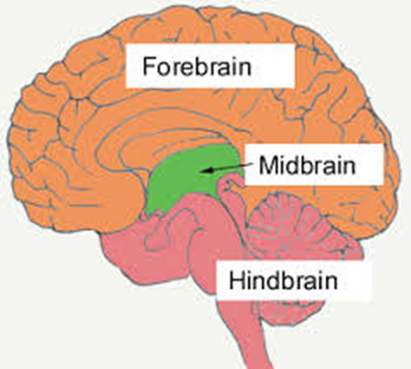 The Brain and Cognition on emaze