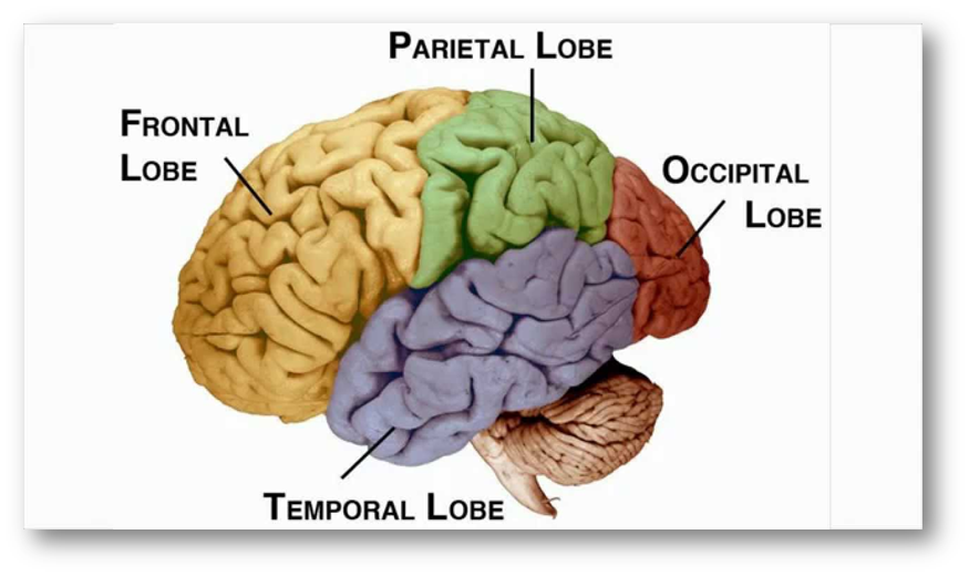 The Brain and Cognition on emaze