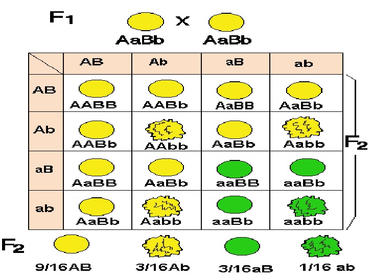 Схема aabb х аавв иллюстрирует