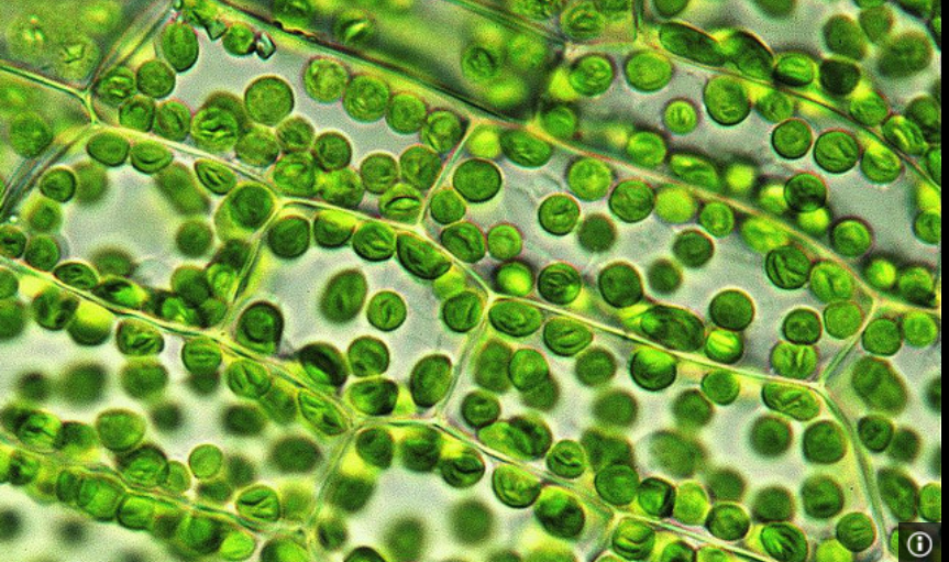 Хлоропласты в зеленых клетках. Хлорофилл в хлоропластах. Хлорофилл в клетках растения. Клеток листа валлиснерии с хлоропластами.. Хлоропласты в листе валлиснерии.