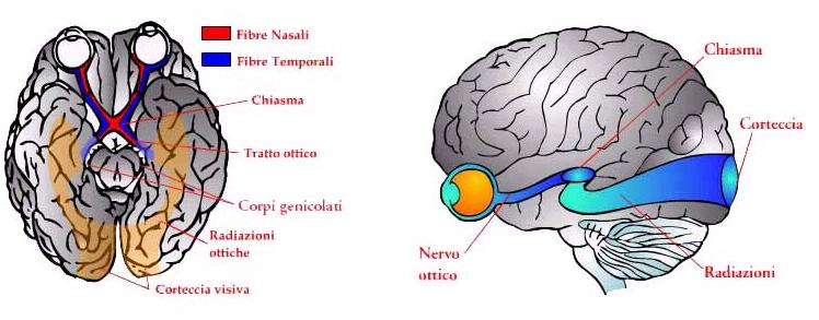 MECCANISMO DELLA VISTA On Emaze