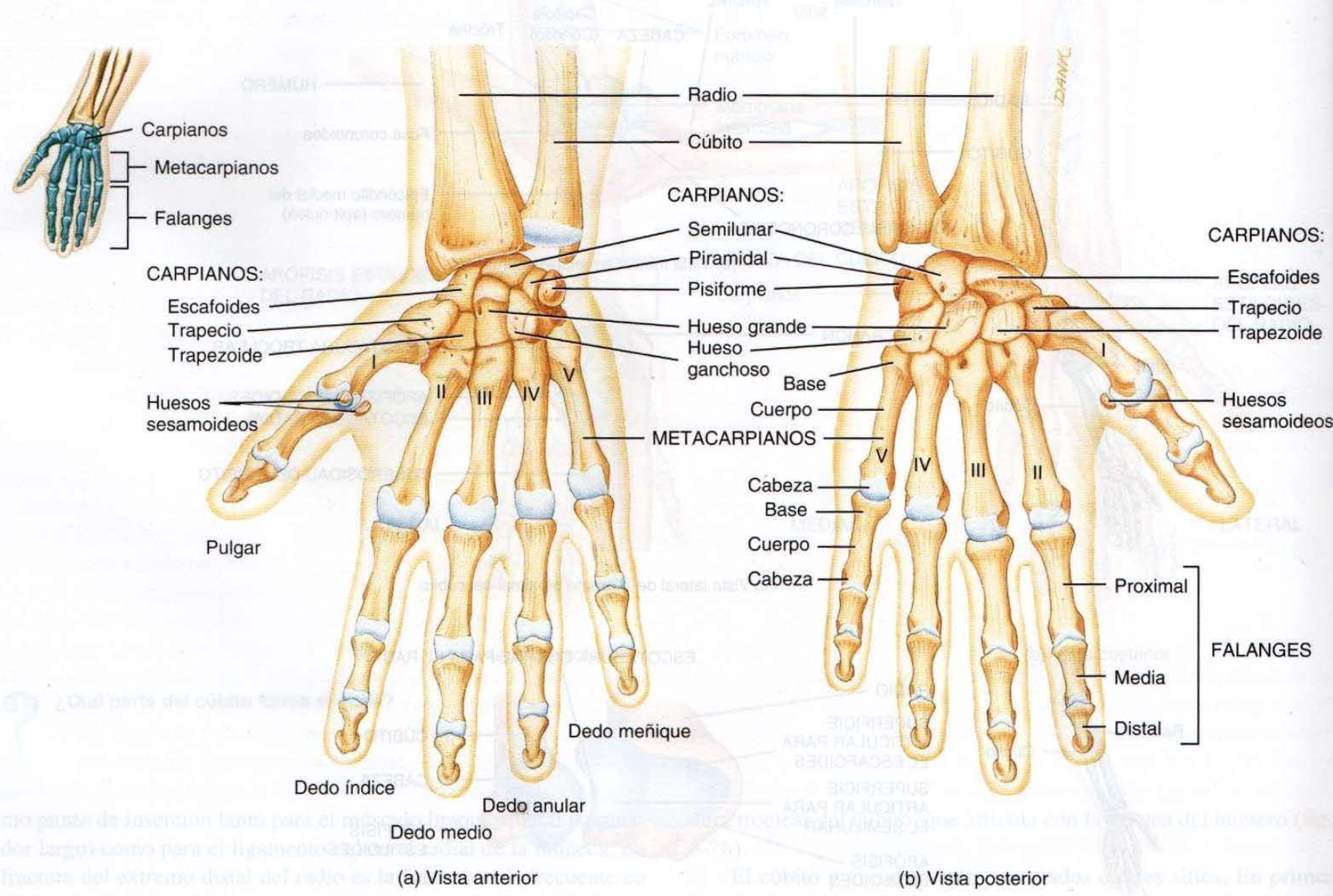 Huesos Del Carpo