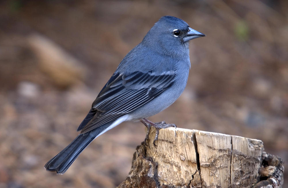 Blue canaries