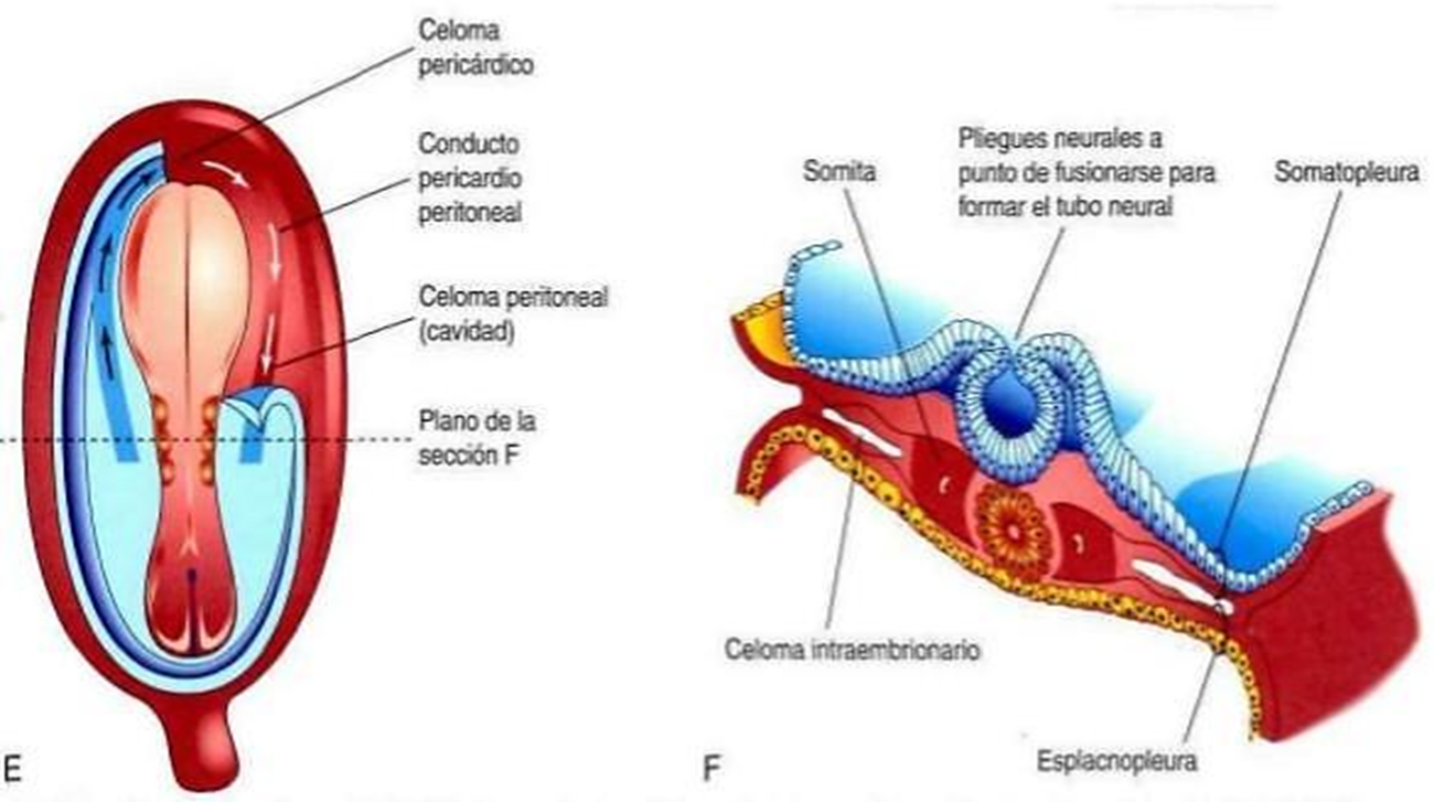 Embriologia Cavidades Corporales On Emaze