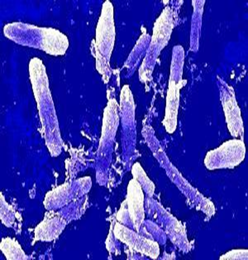 Bacillus cereus