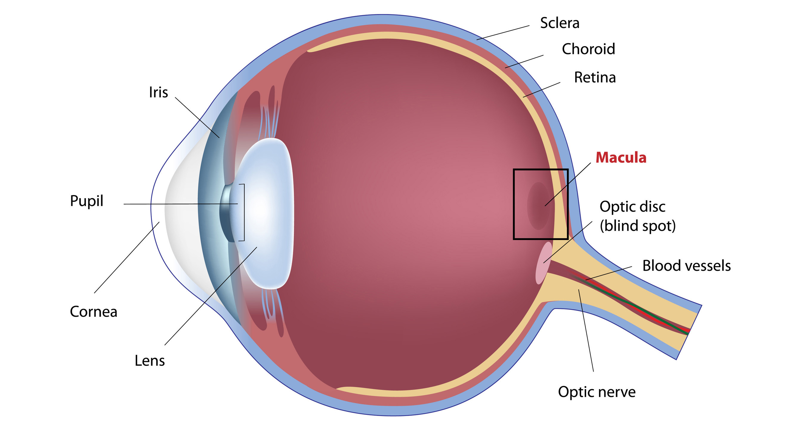 Optm 1051 vision 1 on emaze